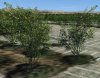Trees.JPG