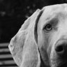 weimaraner
