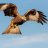 Hawk_101